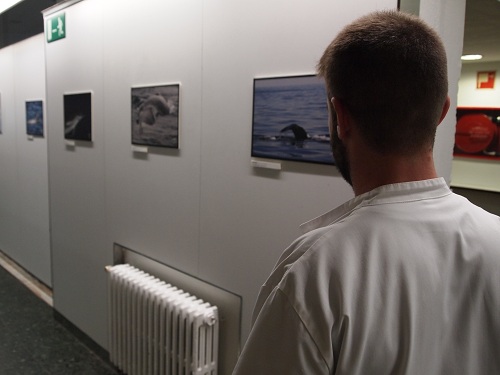 Exposició_Cetàcea