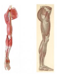 Cirurgia de les extremitats