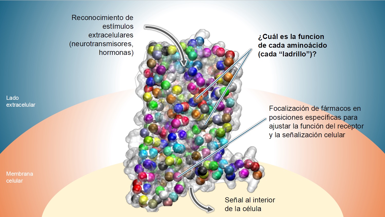 Figura_estudi_aminoàcids