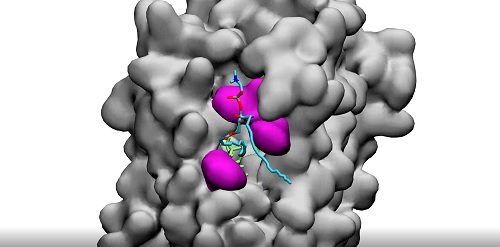 Model_cellula