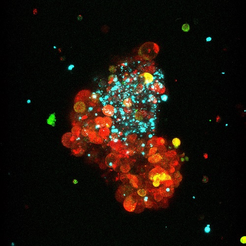 JCI_Toni_Celia_Terrassa