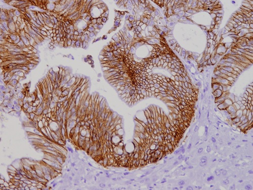 Imatge_Nature_Communications