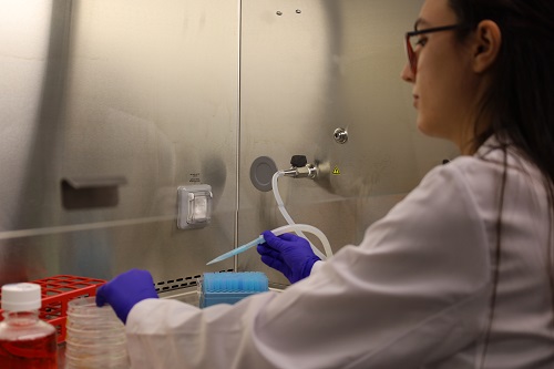 Sala_cultius_cellulars