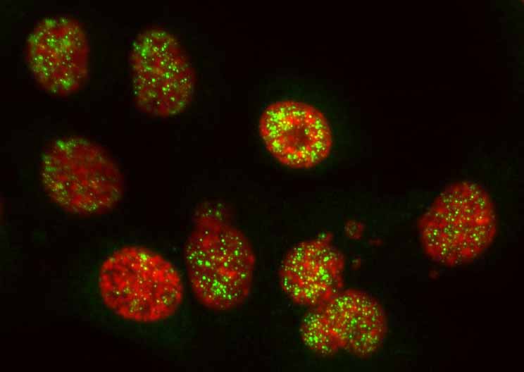 Science_Advances_Fig